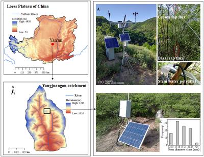 The dynamics of nocturnal sap flow components of a typical revegetation shrub species on the semiarid Loess Plateau, China